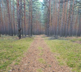 Прирезка лесных участков Кадастровые работы в Иловле